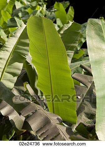 Stock Photograph - Close up of vegetation in Bali. Fotosearch
