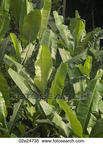 Stock Photography - Close up of vegetation in Bali. Fotosearch