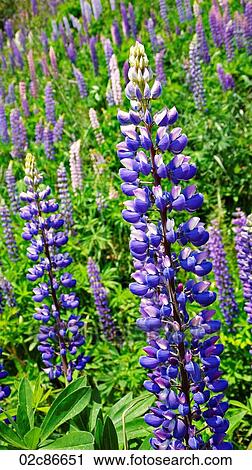 Stock Image - Close-up of wild blooming Lupin flowers.. Fotosearch