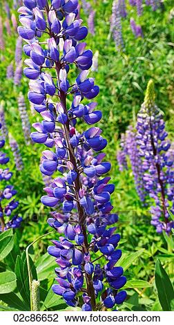 Close-up of wild blooming Lupin flowers. View Large Photo Image Stock Image - Close-up of wild blooming Lupin flowers.. Fotosearch