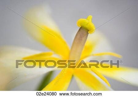 Stock Image - Close up of yellow opened tulip.. Fotosearch