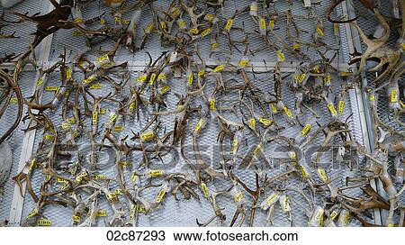 Collection of antlers archived and on display at nature museum. View Large Photo Image Stock Image - Collection of antlers archived and on display at nature museum.. Fotosearch