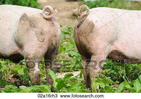 Comical picture of a boar and a sow View Large Photo Image Stock Image - Comical picture of a boar and a sow. Fotosearch