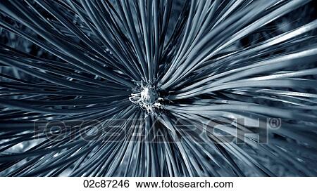 Converging lines of a large pine tree. View Large Photo Image Stock Photograph - Converging lines of a large pine tree.. Fotosearch