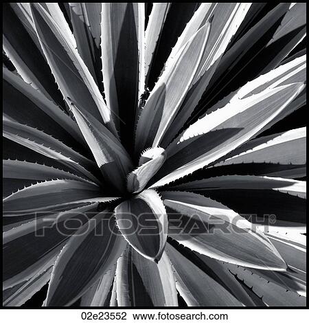 Converging tropical leaves. View Large Photo Image Stock Image - Converging tropical leaves.. Fotosearch