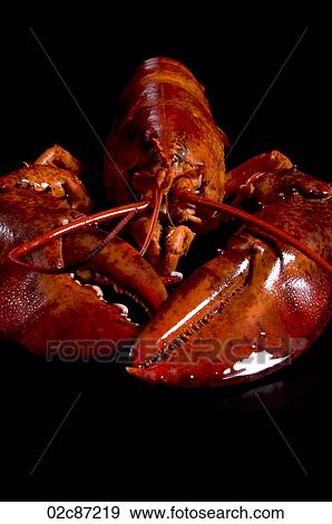 Cooked red lobster on black. View Large Photo Image Stock Photo - Cooked red lobster on black.. Fotosearch