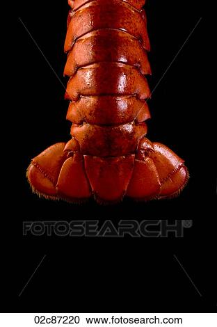 Cooked red lobster tail on black background. View Large Photo Image Stock Image - Cooked red lobster tail on black background.. Fotosearch