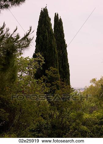 Corfu landscape View Large Photo Image Stock Photo - Corfu landscape. Fotosearch