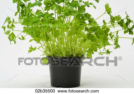 Coriander plant View Large Photo Image Stock Image - Coriander plant. Fotosearch