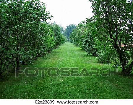 Corridor between grove of trees. View Large Photo Image Stock Photo - Corridor between grove of trees.. Fotosearch