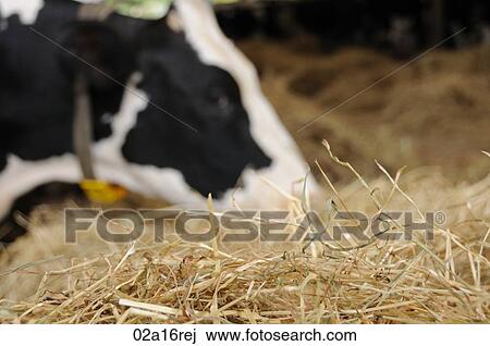 Cow eating hay View Large Photo Image Stock Image - Cow eating hay. Fotosearch