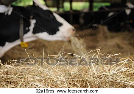 Cow eating hay View Large Photo Image Stock Photograph - Cow eating hay. Fotosearch