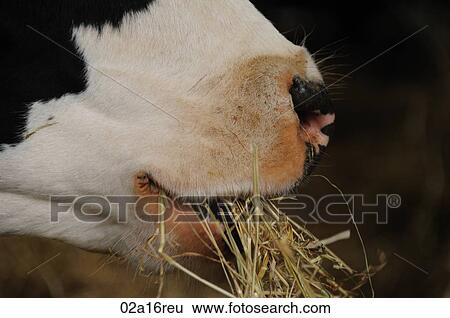 Cow eating hay View Large Photo Image Stock Photograph - Cow eating hay. Fotosearch