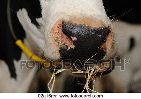 Cow eating hay View Large Photo Image Stock Photography - Cow eating hay. Fotosearch