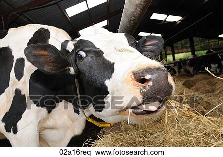 Stock Photography - Cows eating after being milked. Fotosearch