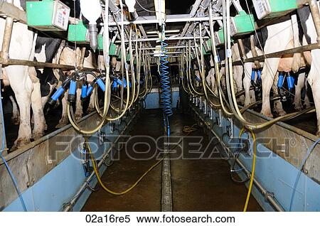 Stock Photography - Cows getting milked in dairy shed. Fotosearch