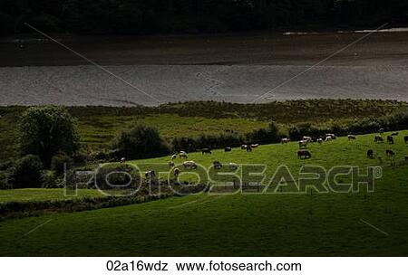 Cows graze by River Bandon in County Cork, Ireland View Large Photo Image Stock Photo - Cows graze by River Bandon in County Cork, Ireland. Fotosearch