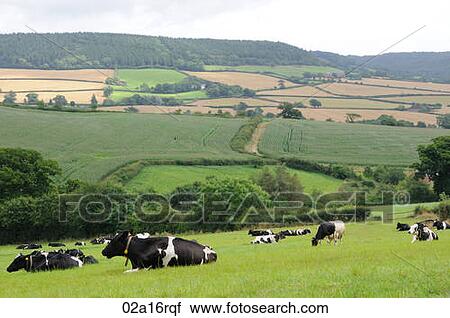 Cows laying down chewing the cud View Large Photo Image Stock Image - Cows laying down chewing the cud. Fotosearch