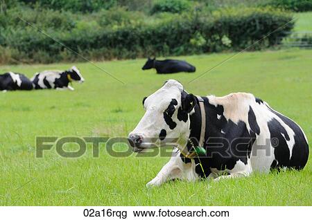 Stock Image - Cows laying down chewing the cud. Fotosearch