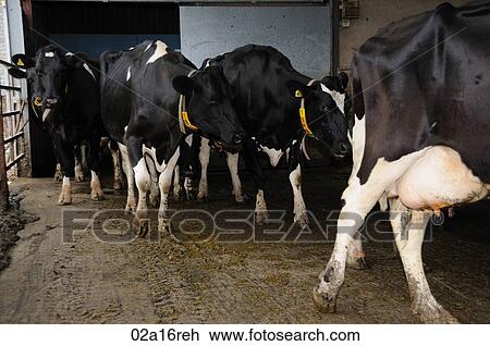 Cows leaving the dairy shed View Large Photo Image Stock Image - Cows leaving the dairy shed. Fotosearch
