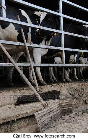 Cows leaving the milking parlour View Large Photo Image Stock Photo - Cows leaving the milking parlour. Fotosearch