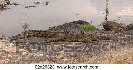 Crocodile on Mara Riverbank in Kenya Africa View Large Photo Image Stock Image - Crocodile on Mara Riverbank in Kenya Africa. Fotosearch
