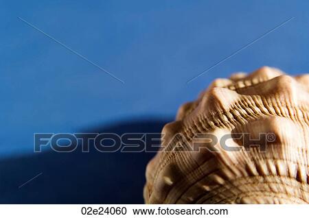 Stock Image - Cross section detail of seashell on blue.. Fotosearch