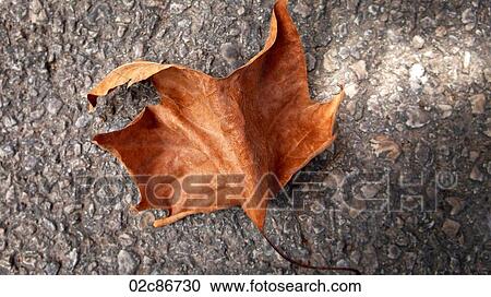 Curled dried leaf on pavement. View Large Photo Image Stock Image - Curled dried leaf on pavement.. Fotosearch