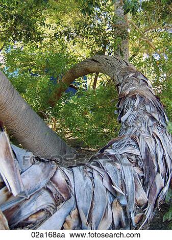Curved palm tree trunk View Large Photo Image Stock Image - Curved palm tree trunk. Fotosearch