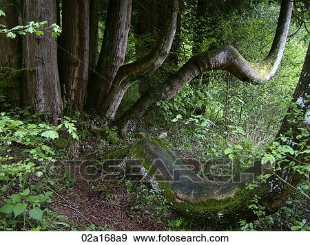 Curved tree trunks View Large Photo Image Stock Photo - Curved tree trunks. Fotosearch