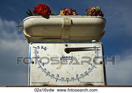 Cut carnations on vintage scales View Large Photo Image Stock Photo - Cut carnations on vintage scales . Fotosearch