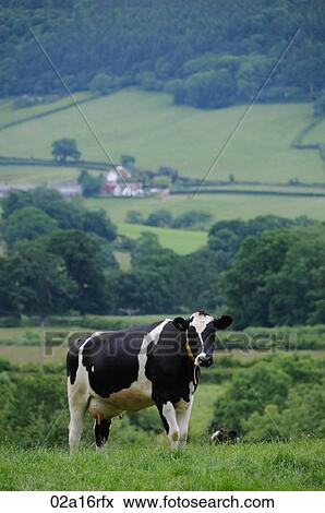Dairy cow in a field with a farm in the background View Large Photo Image Stock Photo - Dairy cow in a field with a farm in the background. Fotosearch