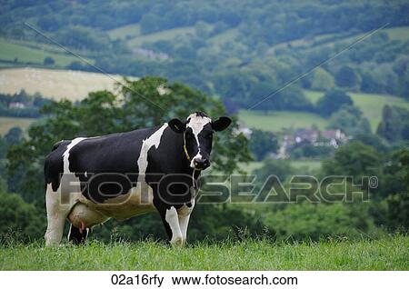 Dairy cow in a field with a farm in the background View Large Photo Image Stock Photo - Dairy cow in a field with a farm in the background. Fotosearch