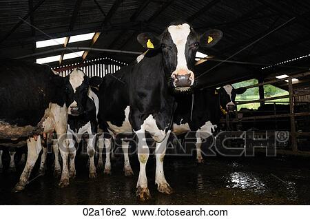 Stock Image - Dairy cow in the barn ready for milking. Fotosearch