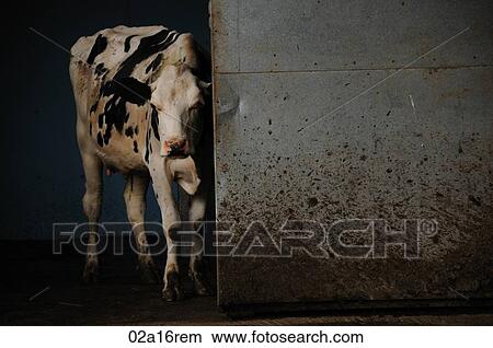 Picture - Dairy cow leaving the milking parlour. Fotosearch