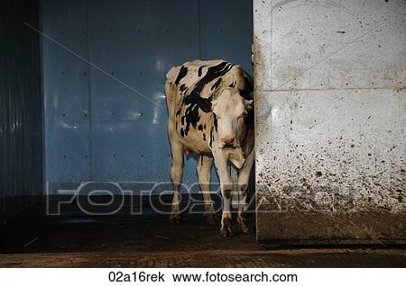 Dairy cow leaving the milking parlour View Large Photo Image Stock Image - Dairy cow leaving the milking parlour. Fotosearch