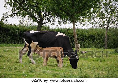 Dairy cow with young calf View Large Photo Image Stock Photo - Dairy cow with young calf. Fotosearch