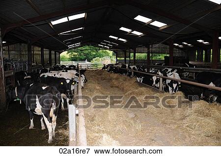 Stock Photo - Dairy cows eating hay after being milked. Fotosearch