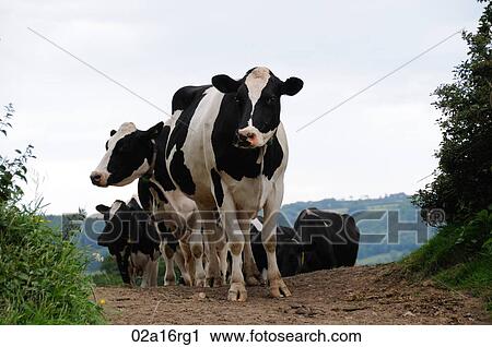 Stock Image - Dairy cows walking from the field to the milking parlour. Fotosearch