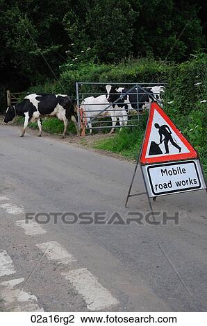 Stock Image - Dairy cows walking from the field to the milking parlour - crossing a road. Fotosearch