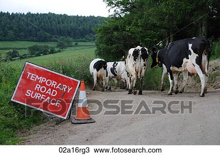 Stock Image - Dairy cows walking from the field to the milking parlour . Fotosearch