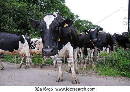Stock Photography - Dairy cows walking from the field to the milking parlour . Fotosearch