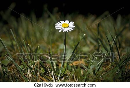 Daisy grows View Large Photo Image Stock Photography - Daisy grows. Fotosearch