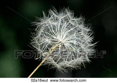 Dandelion head View Large Photo Image Stock Photograph - Dandelion head. Fotosearch