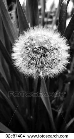 Dandelion in full seed, ready to be blown for a wish. View Large Photo Image Picture - Dandelion in full seed, ready to be blown for a wish.. Fotosearch