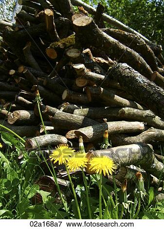 Dandelion in the grass in front of a stack of chopped wood View Large Photo Image Stock Photo - Dandelion in the grass in front of a stack of chopped wood. Fotosearch