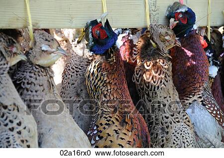 Dead pheasants hanging up View Large Photo Image Stock Image - Dead pheasants hanging up. Fotosearch