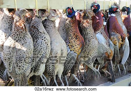 Dead pheasants hung up View Large Photo Image Stock Photo - Dead pheasants hung up. Fotosearch
