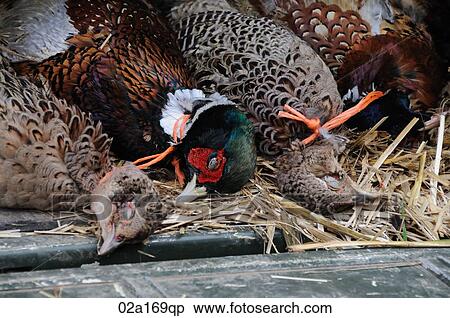 Dead pheasants View Large Photo Image Stock Photography - Dead pheasants. Fotosearch