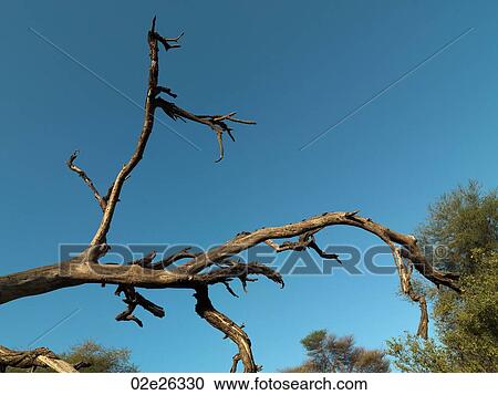 Dead tree branch in Kenya Africa View Large Photo Image Stock Image - Dead tree branch in Kenya Africa. Fotosearch